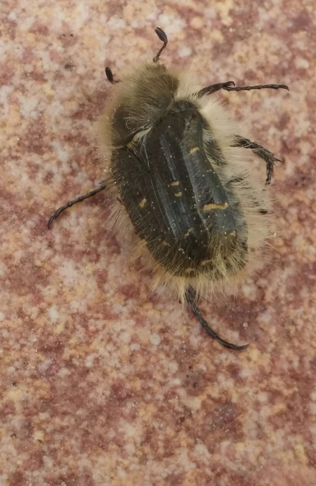 Cetoniidae: Tropinota hirta? No, T. squalida